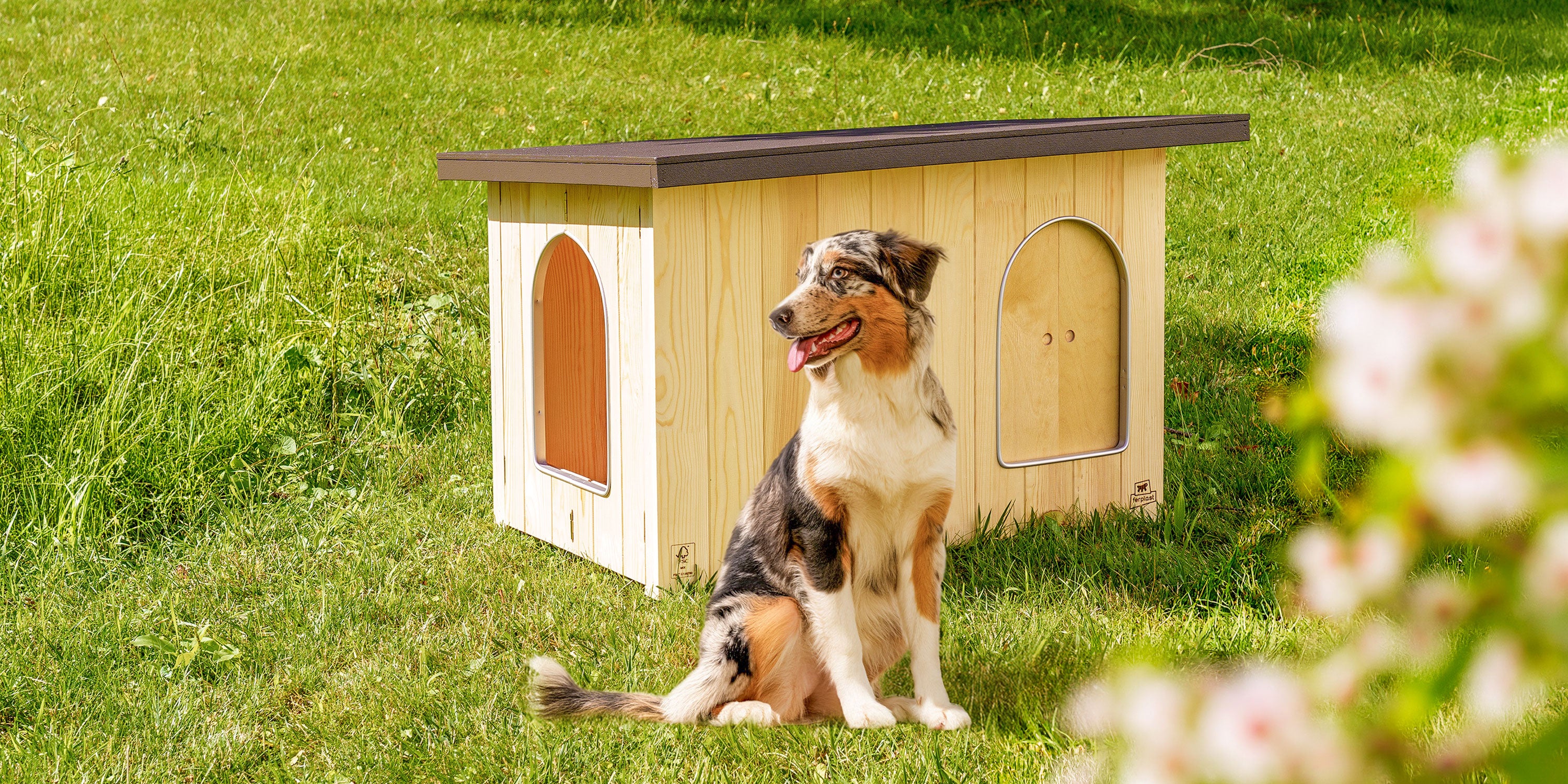 Style and Comfort for Every Pet