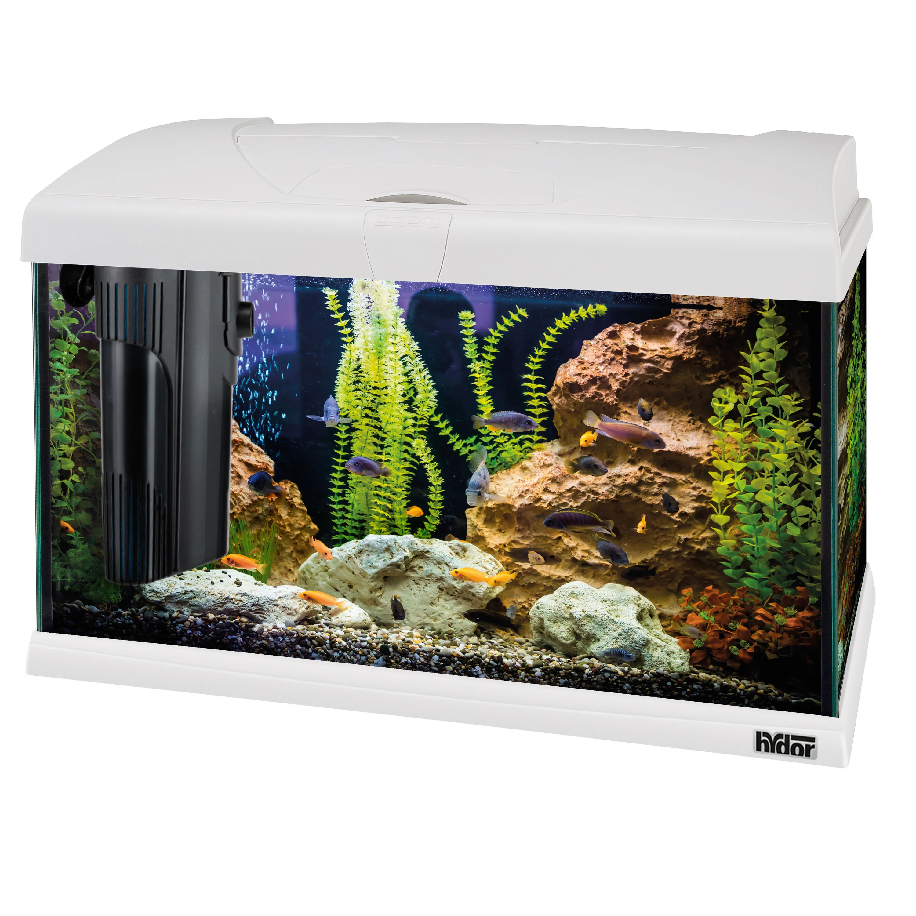 Fish News